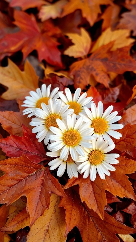 autumn inspired maple cake autumn inspired maple cake