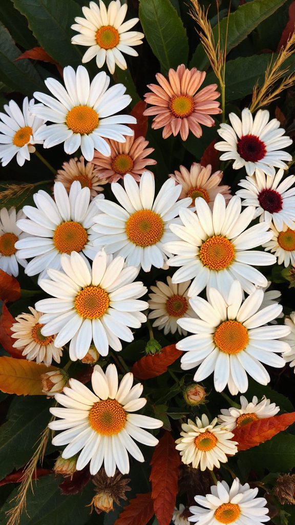 delightful white ingredient dish delightful white ingredient dish