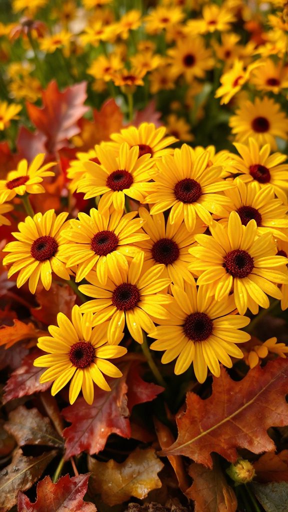 vibrant autumn dish recipe vibrant autumn dish recipe